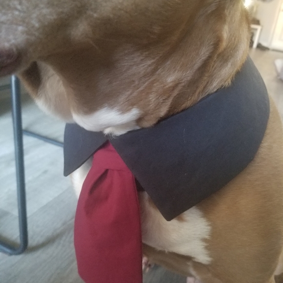 Dog lapel and tie in many colors - Picture 5 of 7